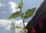 kaiyun app-祰	咄t的简单介绍-kaiyun app